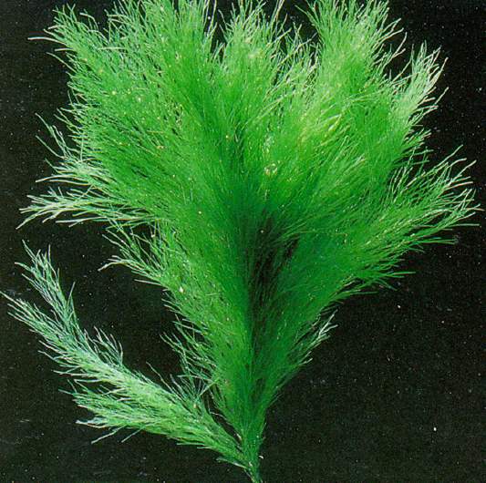  Cladophora rupestris (Seaweed)